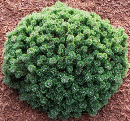 Sherwood Compact Mugo Pine | Natorp’s Online Plant Store